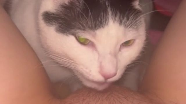 Кот лижет волосатую пизду у девушки, порно зоофилия