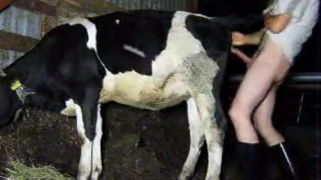 Худой парень зоофил трахает корову в хлеву