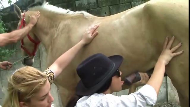 Две тёлки лесби жадно сосут хуй у коня по очереди