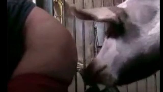 Похотливая зоофилка отдалась хряку с длинным писюном