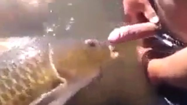 Дал хуй в рот рыбе, смешное видео зоофила на речке