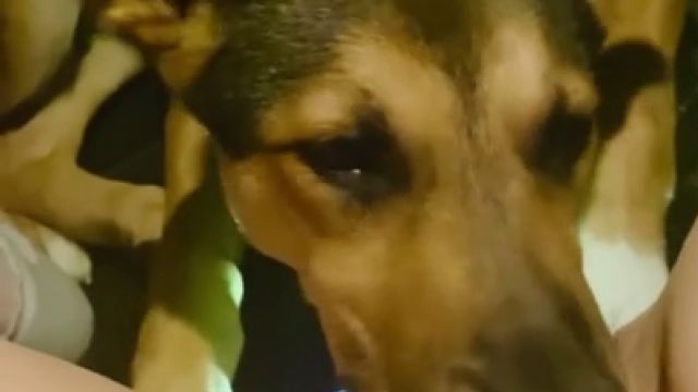 Щенок немецкой овчарки вылизывает пизду у женщины до оргазма