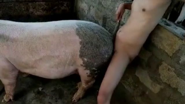 Худой зоофил трахает свинью на ферме. Порно зоофилия