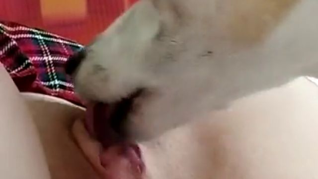 Девочка дала отлизать пизду собаки и сняла видео на телефон
