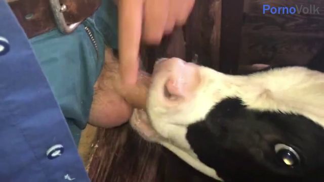 Телёнок сосет хуй у мужика как вымя коровы, порно с животным