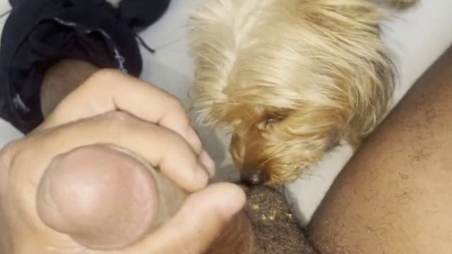 Собака лижет яйца пока мужик дочит хуй, видео зоофилия