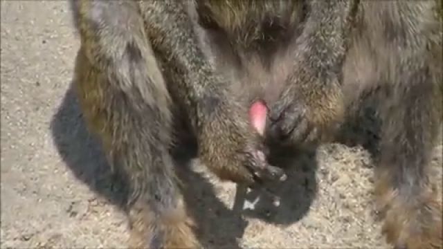 Обезьяна дрочит себе хуй, зоо порно Африка 