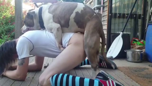 Пассивного парня трахает бойцовская собака в жопу
