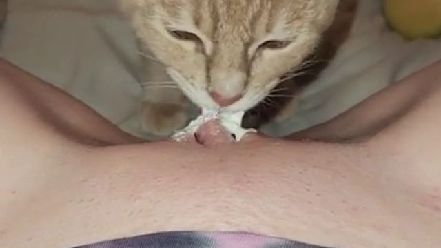 Рыжий кот лижет пизду с сметаной молодой хозяйки, скачать зоо секс дома