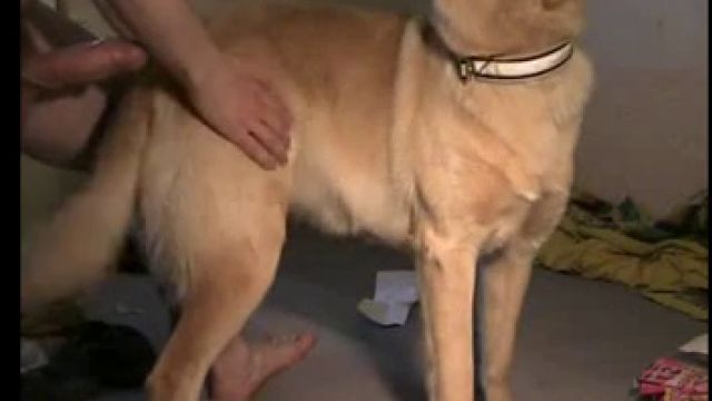 Паре5нь трахнул собаку и дал понюхать хуй, порно с животным