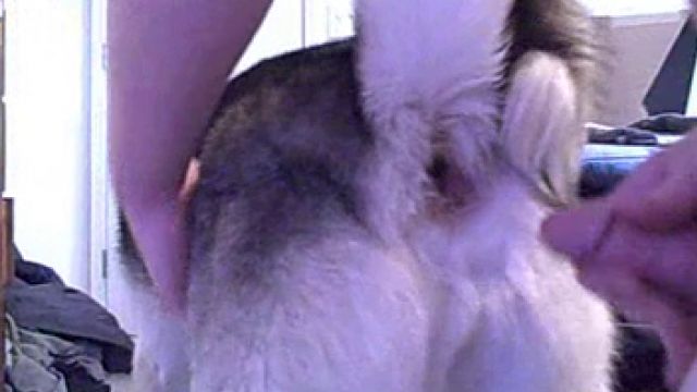 Мужик всадил собаке хаски в очко член. Анальное зоо порно