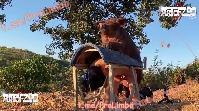 Кабан смачно ебёт на свежем воздухе по лежащую телку