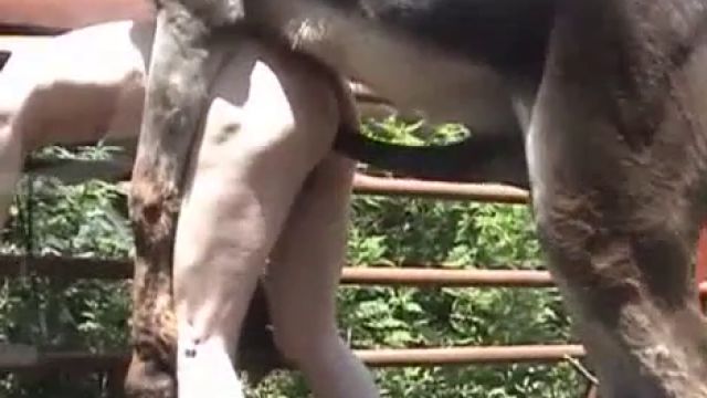 Ишак с огромным членом насилует парня зоофила в анал. Порно осел скачать